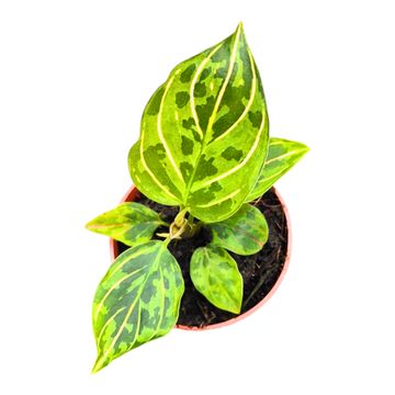Aglaonema 'Red Amy'