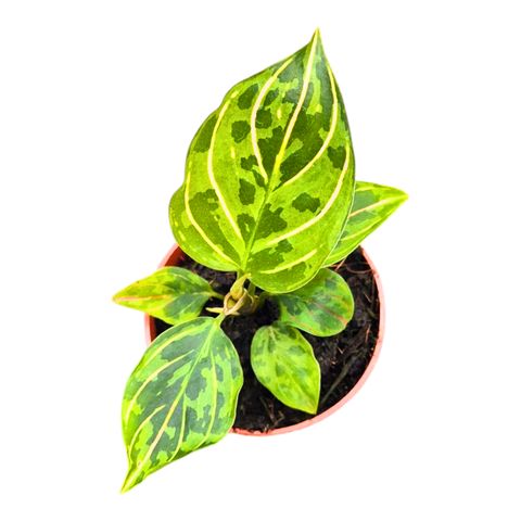 Aglaonema 'Red Amy'