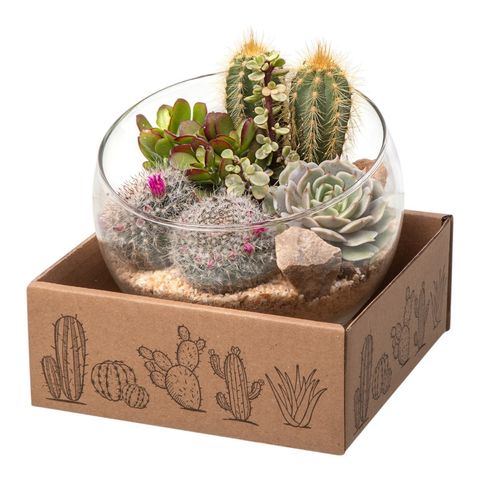Kомпозиции Cactus / Succulent