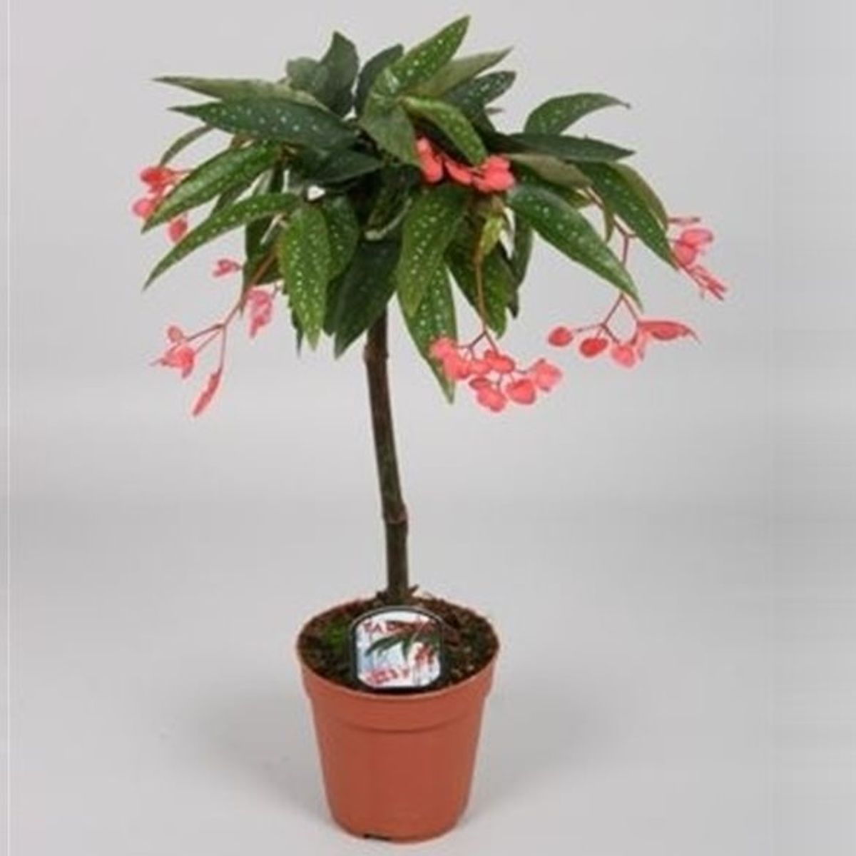 Begonia 'Tamaya' — Plant Wholesale FlorAccess