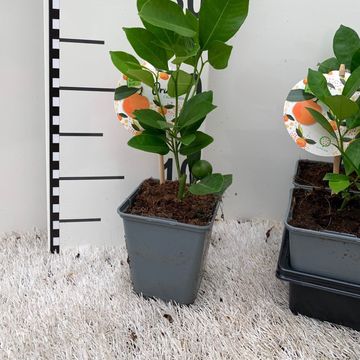 x Citrofortunella microcarpa