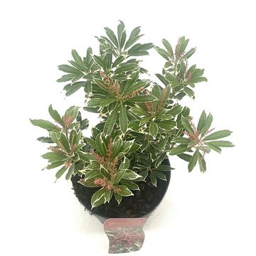 Pieris japonica POLAR PASSION