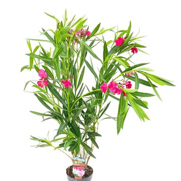 Nerium oleander