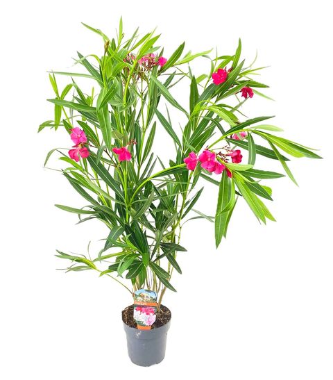 Nerium oleander
