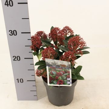 Skimmia japonica PINK DWARF