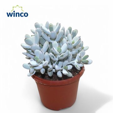 Cotyledon orbiculata 'Higginsiae'