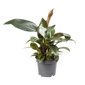 Philodendron 'Rojo Congo'