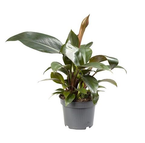 Philodendron 'Rojo Congo'