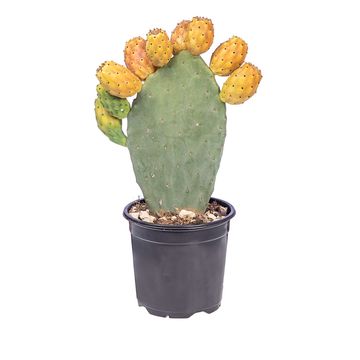 Opuntia ficus-indica