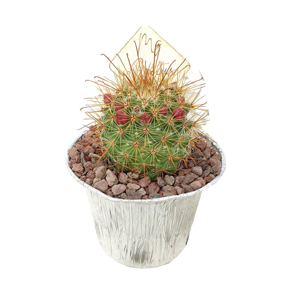 Cactus MIX — Plant Wholesale FlorAccess