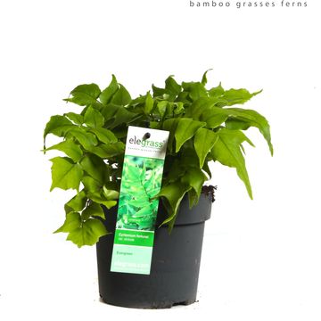 Cyrtomium fortunei clivicolum