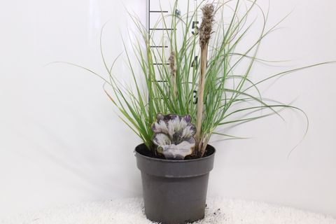 Cortaderia selloana TINY PAMPA