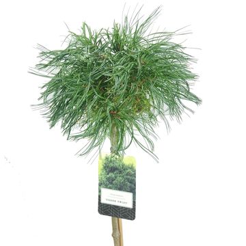 Pinus strobus 'Green Twist'