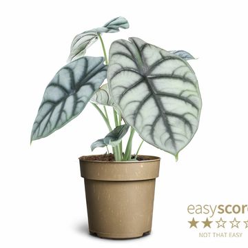 Alocasia 'Silver Dragon'
