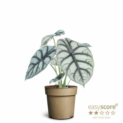 Alocasia 'Silver Dragon'