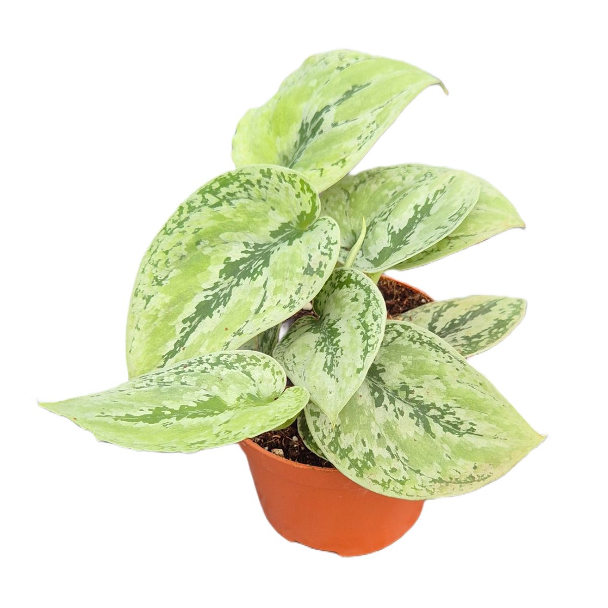 Scindapsus 'Kalimantan Tricolor' — Растения Оптовая FlorAccess