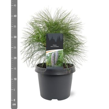 Pinus wallichiana