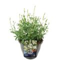 Gaura lindheimeri GAUDI MEDIUM WHITE