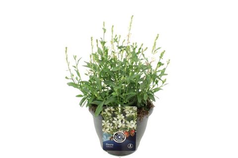 Gaura lindheimeri GAUDI MEDIUM WHITE
