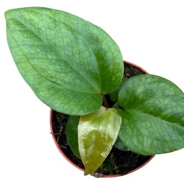 Anthurium pinkleyi
