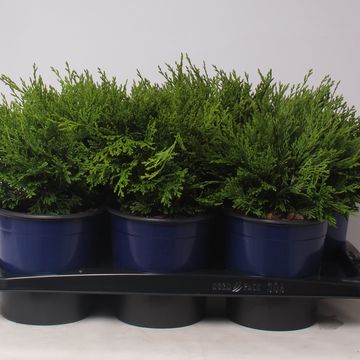 Chamaecyparis obtusa 'Pygmaea'
