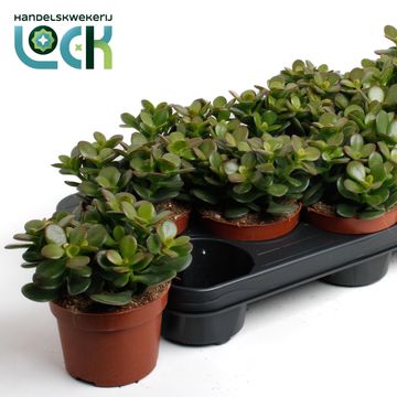 Crassula ovata 'Minor'