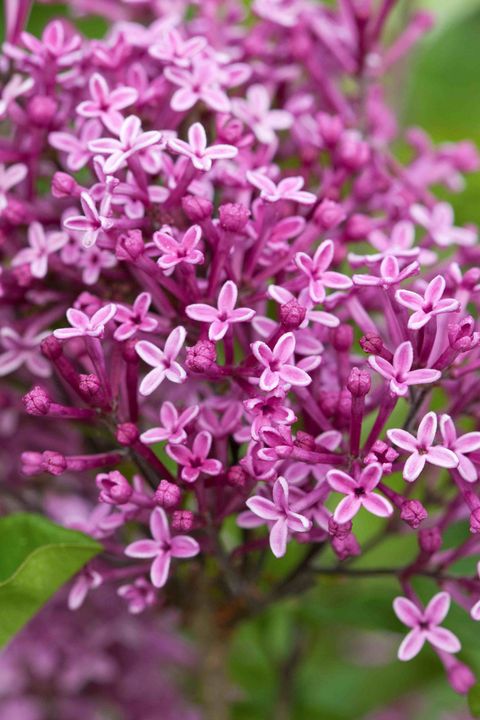 Syringa MIX