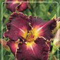 Hemerocallis 'Excellent'