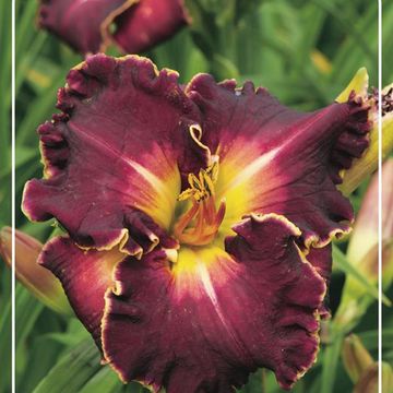 Hemerocallis 'Excellent'