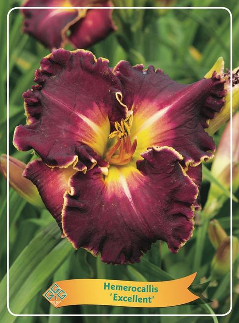 Hemerocallis 'Excellent'