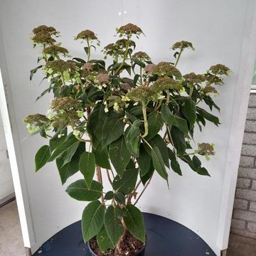 Hydrangea aspera sargentiana