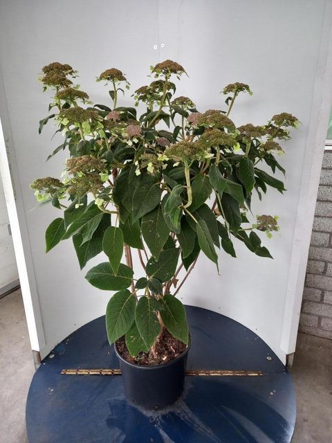 Hydrangea aspera sargentiana