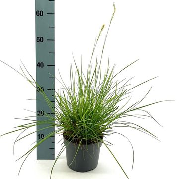 Sesleria autumnalis