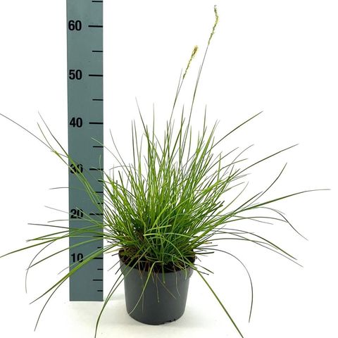 Sesleria autumnalis