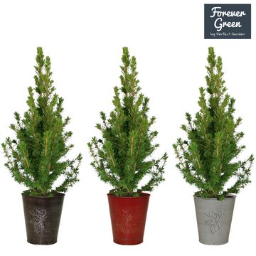 Picea glauca 'Conica'