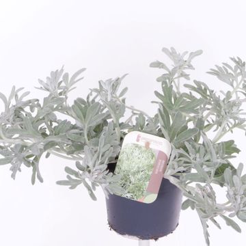 Artemisia stelleriana