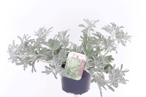 Artemisia stelleriana