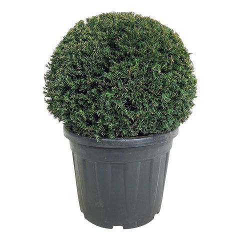 Taxus baccata 'Höpkens Giant'