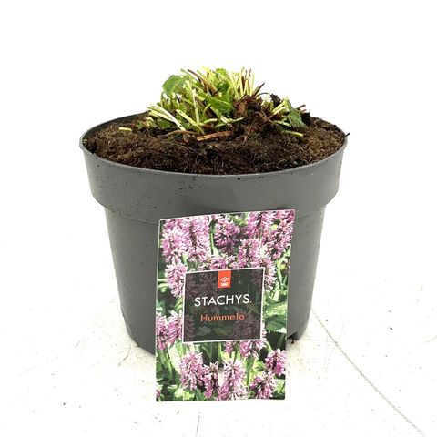 Stachys monieri 'Hummelo'