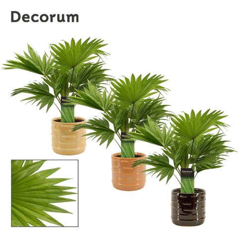 Livistona rotundifolia