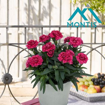 Диантус OSCAR PURPLE WINGS