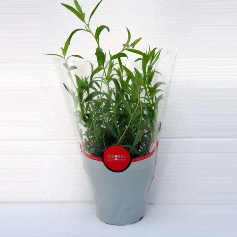 Artemisia dracunculus