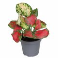 Aglaonema 'Rich Red'
