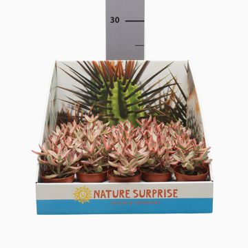 Crassula rubricaulis 'Candy Cane'