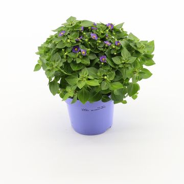 Exacum affine 'Blue Star'