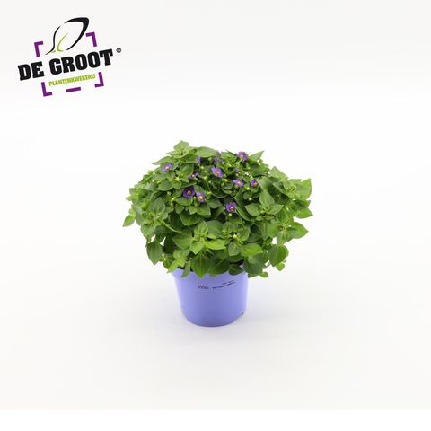 Exacum affine 'Blue Star'