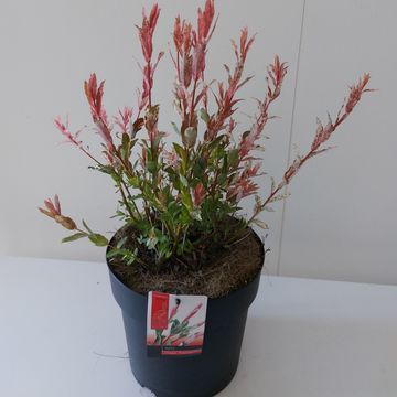 Salix integra 'Flamingo'