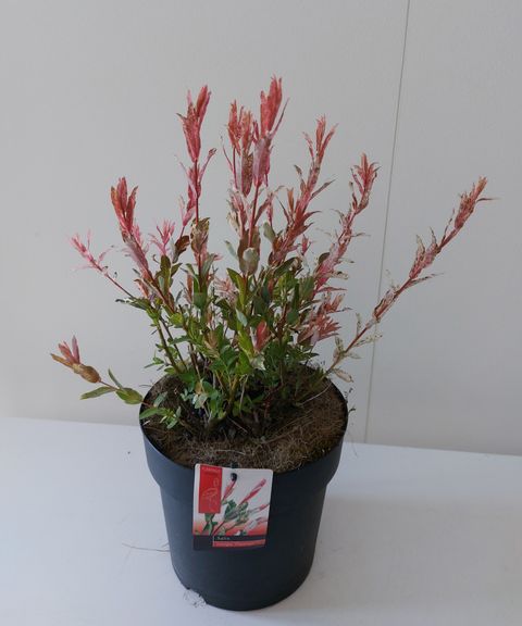 Salix integra 'Flamingo'