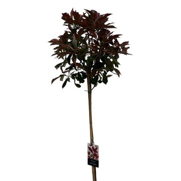 Photinia x fraseri 'Red Robin'