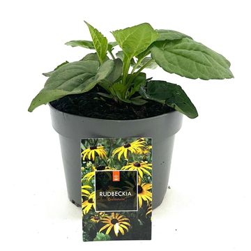 Rudbeckia fulgida 'Goldsturm'